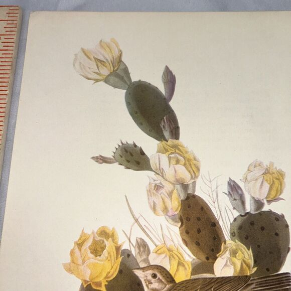 Vesper Sparrow Print Roger Tory Peterson Lithograph Audubon Birds of America - Picture 5 of 10